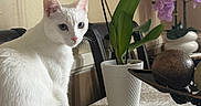 Ellie joined the competition — help win amazing prizes! cat, white_cat, pet, animal, sitting, portrait, blue_eyes, indoors, home, table, tablecloth, orchid, flowers, plant, flowerpot, green_leaves, fruit_bowl, decor, furniture, natural_light