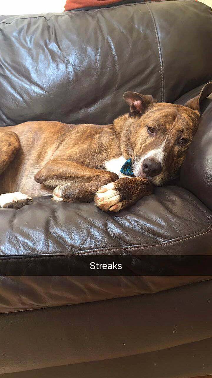 Nicco joined the competition — help win amazing prizes! american_pit_bull_terrier, american_staffordshire_terrier, canidae, carnivore, comfort, couch, dog, dog_breed, fawn, lurcher, nap, non_sporting_group, pit_bull