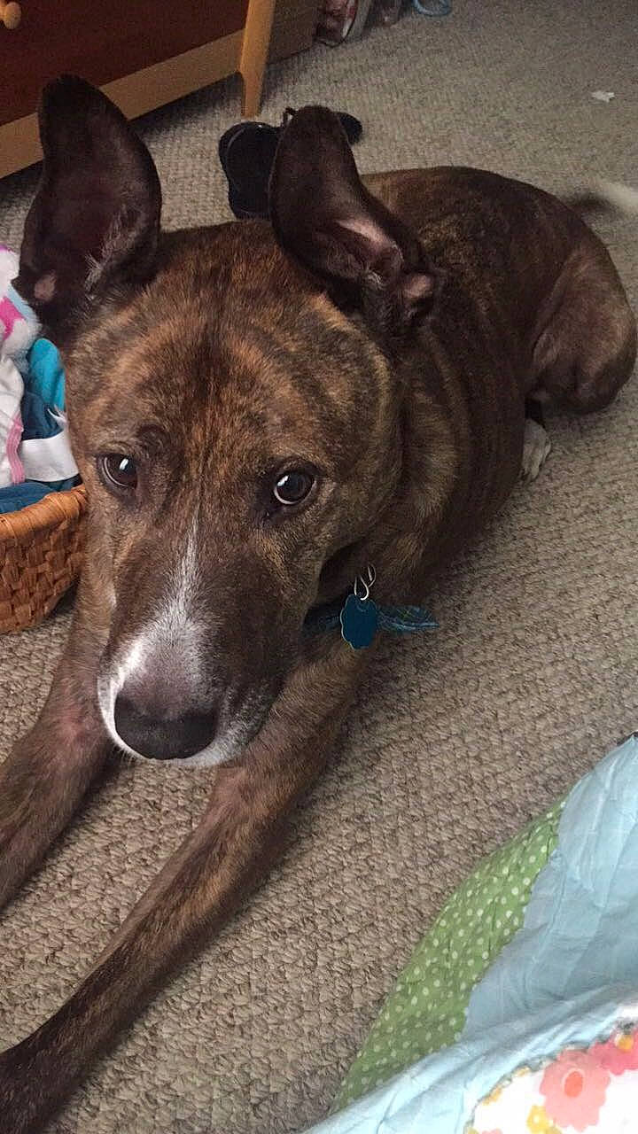 Nicco is registered to the contest to win money with this photo: canidae, carnivore, dog, dog_breed, fawn, feist, greyhound, lurcher, magyar_agar, mammal, mountain_cur, non_sporting_group, potcake_dog, rare_breed_dog, snout, treeing_tennessee_brindle, vertebrate, whippet, whiskers