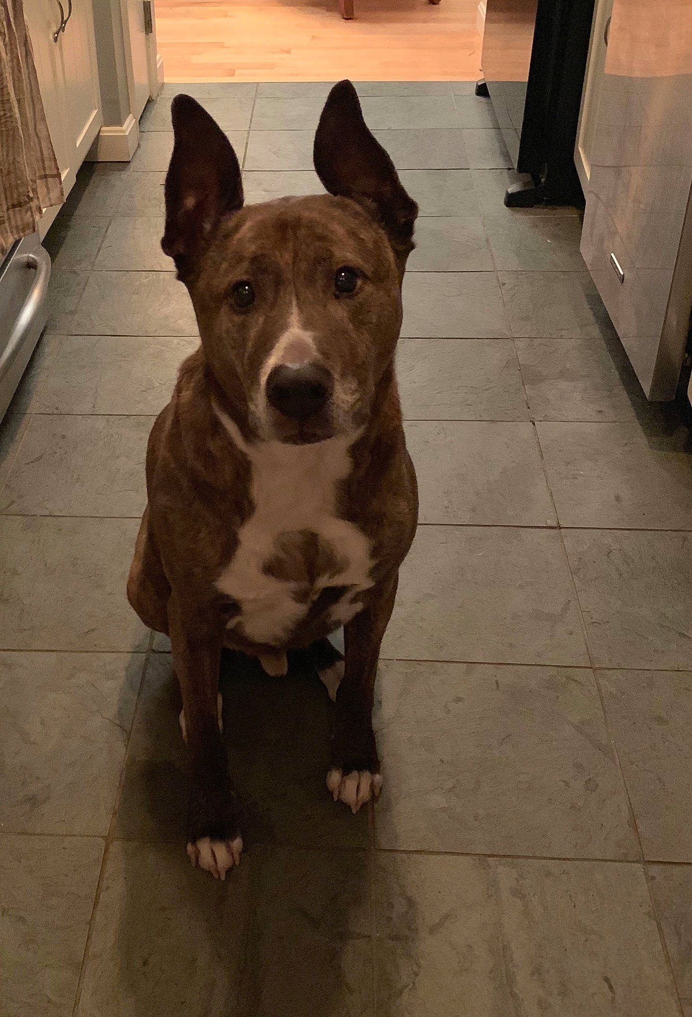 Nicco joined the competition — help win amazing prizes! american_pit_bull_terrier, american_staffordshire_terrier, bull_and_terrier, canidae, carnivore, dog, dog_breed, fawn, mammal, non_sporting_group, old_english_terrier, pit_bull, snout, vertebrate