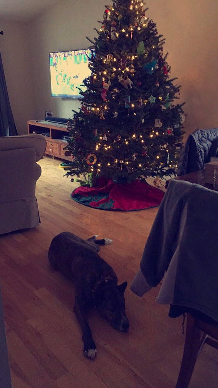 Nicco joined the competition — help win amazing prizes! canidae, christmas, christmas_decoration, christmas_eve, christmas_ornament, christmas_tree, fawn, fir, holiday, home, interior_design, pine_family, plant, room, sky, sporting_group, tree, winter, wood, woody_plant