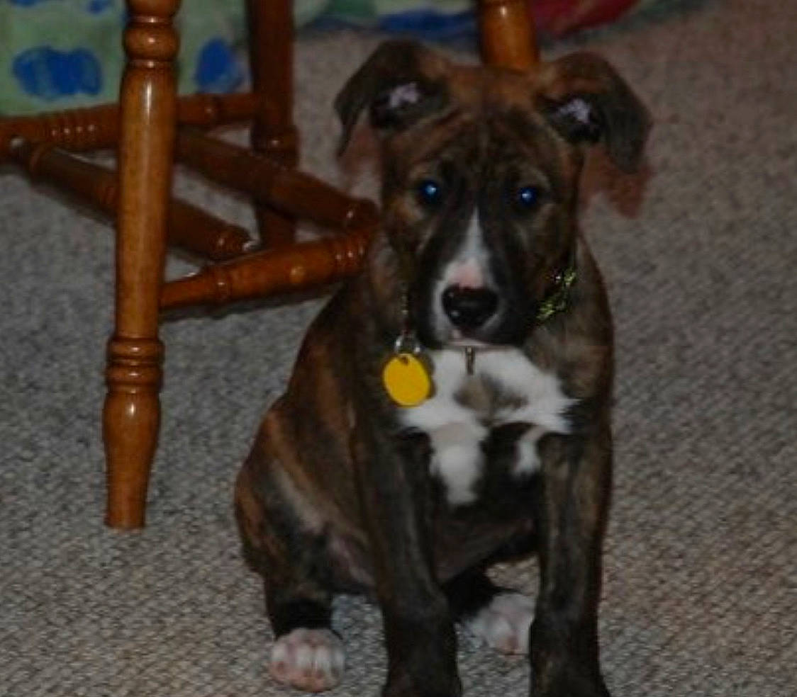 Nicco joined the competition — help win amazing prizes! american_pit_bull_terrier, american_staffordshire_terrier, canidae, carnivore, companion_dog, dog, dog_breed, fawn, mammal, non_sporting_group, rare_breed_dog, snout, sporting_group, treeing_tennessee_brindle, vertebrate, whiskers