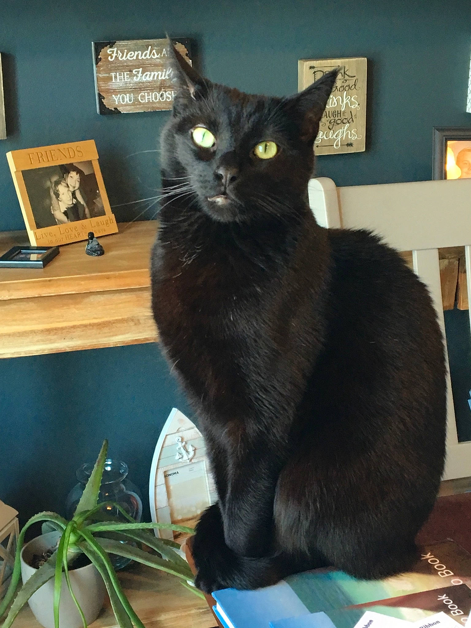 Griff is registered to the contest to win money with this photo: asian, black_cat, bombay, burmese, carnivore, cat, domestic_short_haired_cat, felidae, havana_brown, korat, mammal, nebelung, person, russian_blue, small_to_medium_sized_cats, vertebrate, whiskers