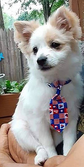 Mr. Stan Lee is registered to the contest to win money with this photo: canidae, carnivore, collar, companion_dog, dog, dog_breed, dog_supply, fawn, fence, flowerpot, fur, houseplant, plant, snout, sporting_group, toy_dog, volpino_italiano, whiskers, white, working_animal