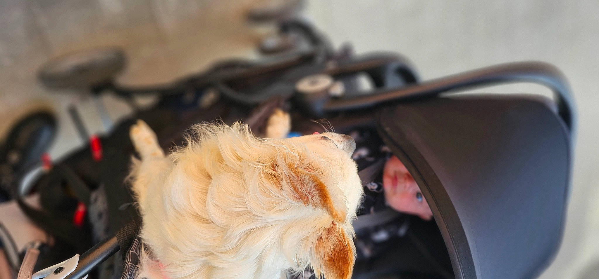 Luna a rejoint le concours — aidez-le/la à gagner de superbes lots ! audio_equipment, close_up, companion_dog, dog_breed, event, eyelash, eyewear, fashion_accessory, fur, hair_coloring, personal_protective_equipment, toy_dog, wood