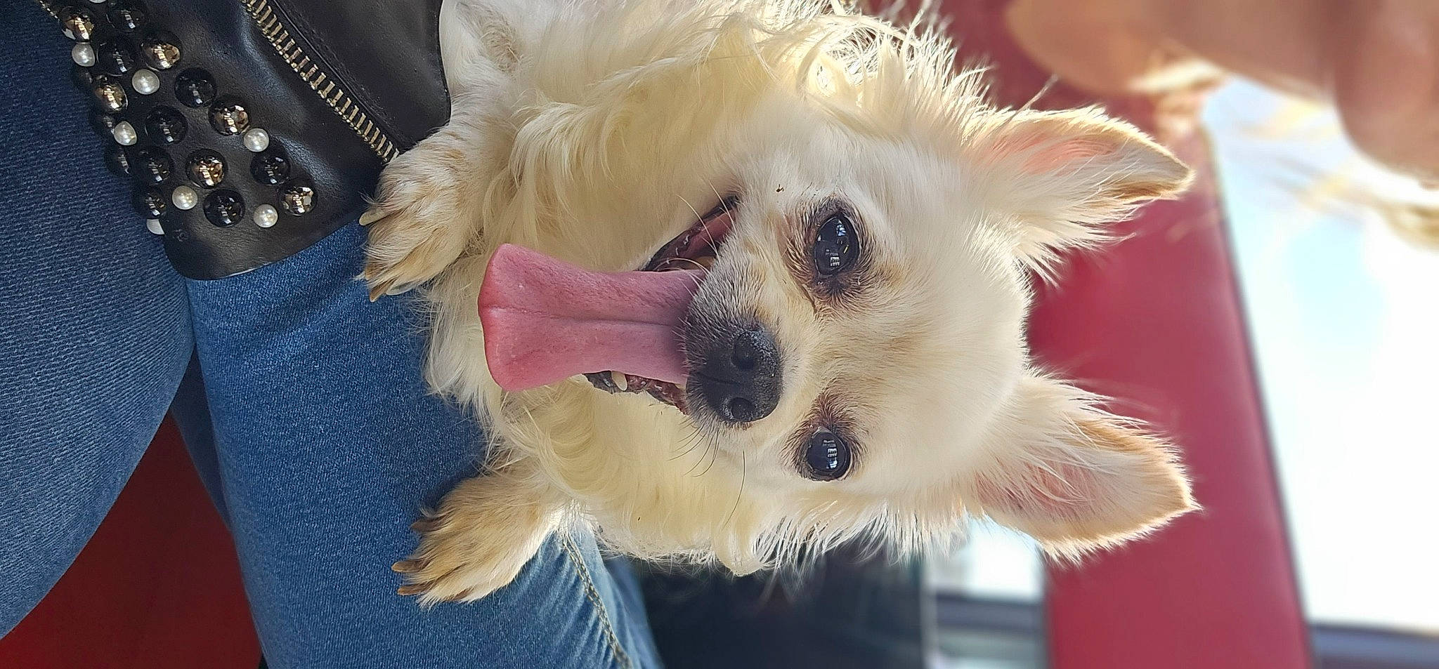 Luna participe au concours pour gagner de l'argent avec cette photo : canidae, carnivore, companion_dog, dog, dog_breed, dog_collar, dog_supply, ear, eye, fawn, fur, non_sporting_group, paw, pet_supply, plant, puppy, sporting_group, toy_dog, whiskers, working_animal