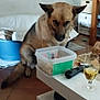 Olya participe au concours pour gagner de l'argent avec cette photo : dog, german_shepherd, cat, blue_basket, plastic_container, glass, drink, remote_control, table, wooden_stairs, floor, tile_floor, indoor, pet, animal, resting, home, living_room, cozy, furniture