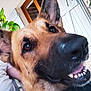 dog, german_shepherd, close_up, pet, smiling, teeth, ears, brown_fur, black_nose, outdoor, window, shutter, plant, leaf, person, arm, casual, happy, friendly, canine