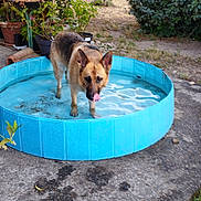 Olya participe au concours pour gagner de l'argent avec cette photo : dog, german_shepherd, pool, water, garden, plants, outdoor, pet, licking, canine, summer, blue, concrete, greenery, nature, animal, backyard, refreshing, standing, sunlight