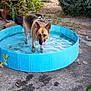 dog, german_shepherd, pool, water, garden, plants, outdoor, pet, licking, canine, summer, blue, concrete, greenery, nature, animal, backyard, refreshing, standing, sunlight
