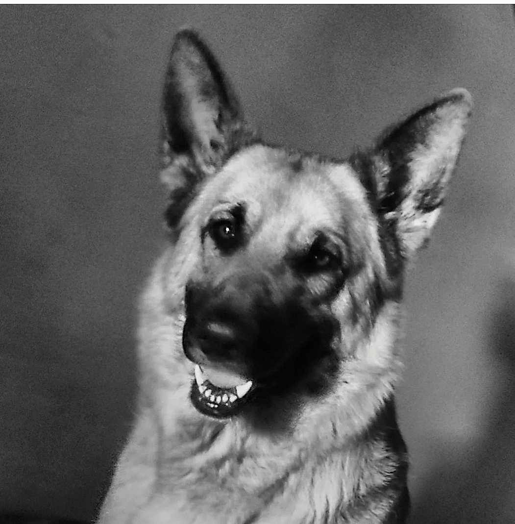 Olya a rejoint le concours — aidez-le/la à gagner de superbes lots ! dog, german_shepherd, pet, animal, canine, portrait, black_and_white, ears, smile, face, fur, friendly, domestic_animal, looking_at_camera, mammal, head, close_up, expression, indoor, cute