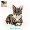 Mufasa is registered to the contest to win money with this photo: cat, feline, gray_cat, white_chest, green_eyes, sitting, portrait, close_up, whiskers, ears, paws, fur, indoors, white_background, pet, animal, inset_image, website_watermark, studio_lighting, digital_art