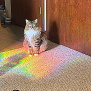 Freyja is registered to the contest to win money with this photo: cat, fluffy, indoor, carpet, rainbow, light, reflection, wooden_door, calm, pet, feline, striped, green_eyes, sitting, cozy, home, floor, natural_light, animal, cute