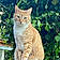 Ramses