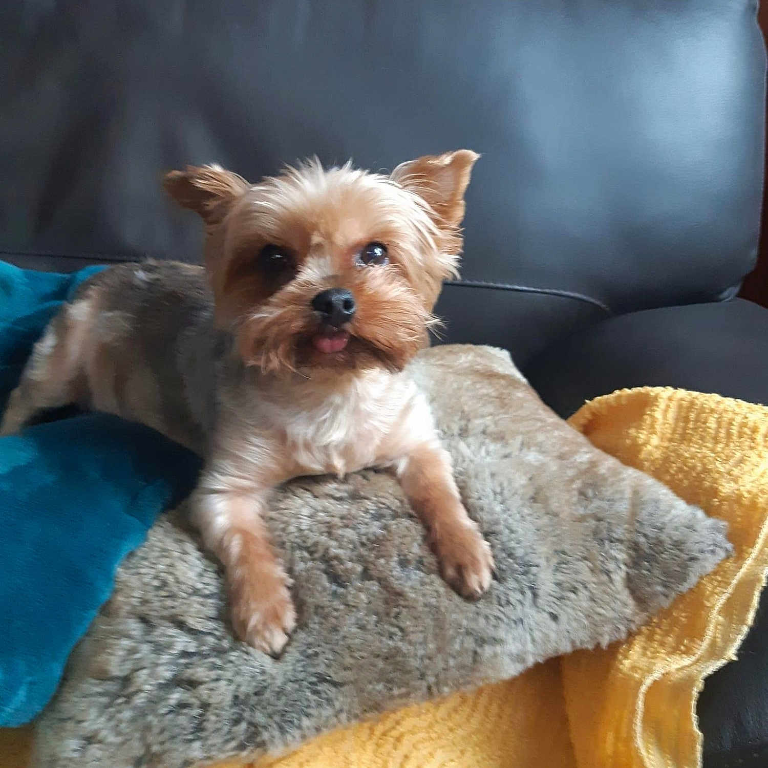 Maya a rejoint le concours — aidez-le/la à gagner de superbes lots ! affenpinscher, animal, bed, bedroom, blanket, canine, cat, couch, cushion, dog, dogbed, furniture, homedecor, indoors, interiordesign, kitten, pet, pillow, puppy, terrier