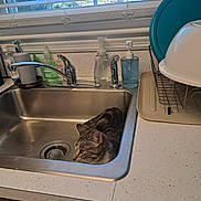 Muffin is registered to the contest to win money with this photo: cat, tabby, sink, kitchen, window, blinds, soap_dispenser, dish_rack, countertop, tap, faucet, domestic, pet, indoor, curious, resting, metal, cleaning_supplies, household, sunlight