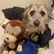 Koda joined the competition — help win amazing prizes! dog, stuffed_toy, monkey_toy, blanket, black_hoodie, indoor, pet, fur, toy, cute, cozy, bed, fabric, animal, companion, soft, resting, closeup, furry, friendship