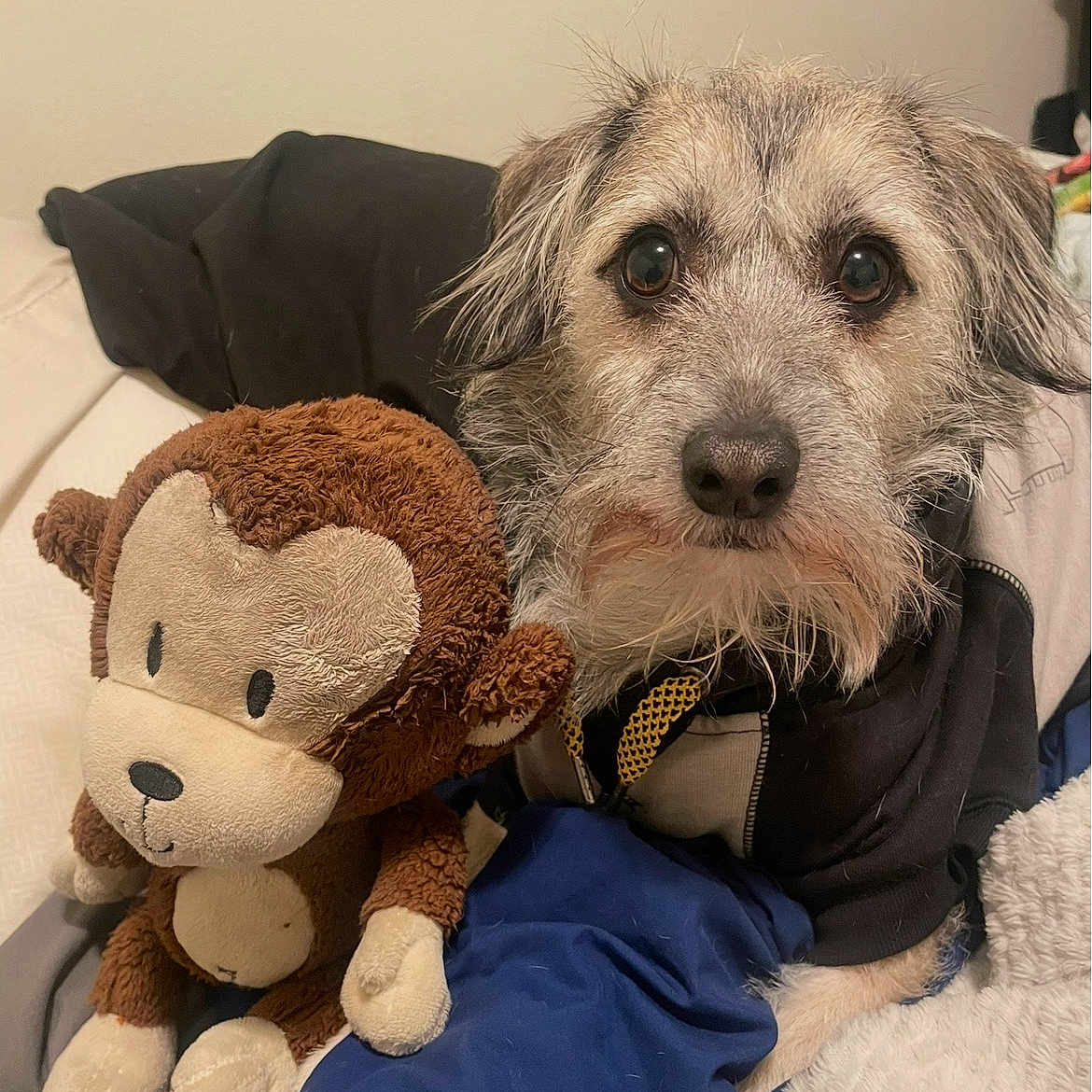 Koda joined the competition — help win amazing prizes! dog, stuffed_toy, monkey_toy, blanket, black_hoodie, indoor, pet, fur, toy, cute, cozy, bed, fabric, animal, companion, soft, resting, closeup, furry, friendship