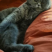 Bartok a rejoint le concours — aidez-le/la à gagner de superbes lots ! animal, bed, blanket, cat, comfort, cozy, cute, feline, fur, gray_cat, indoor, laying, mammal, orange_bedspread, pet, relaxed, resting, sleepy, soft, whiskers