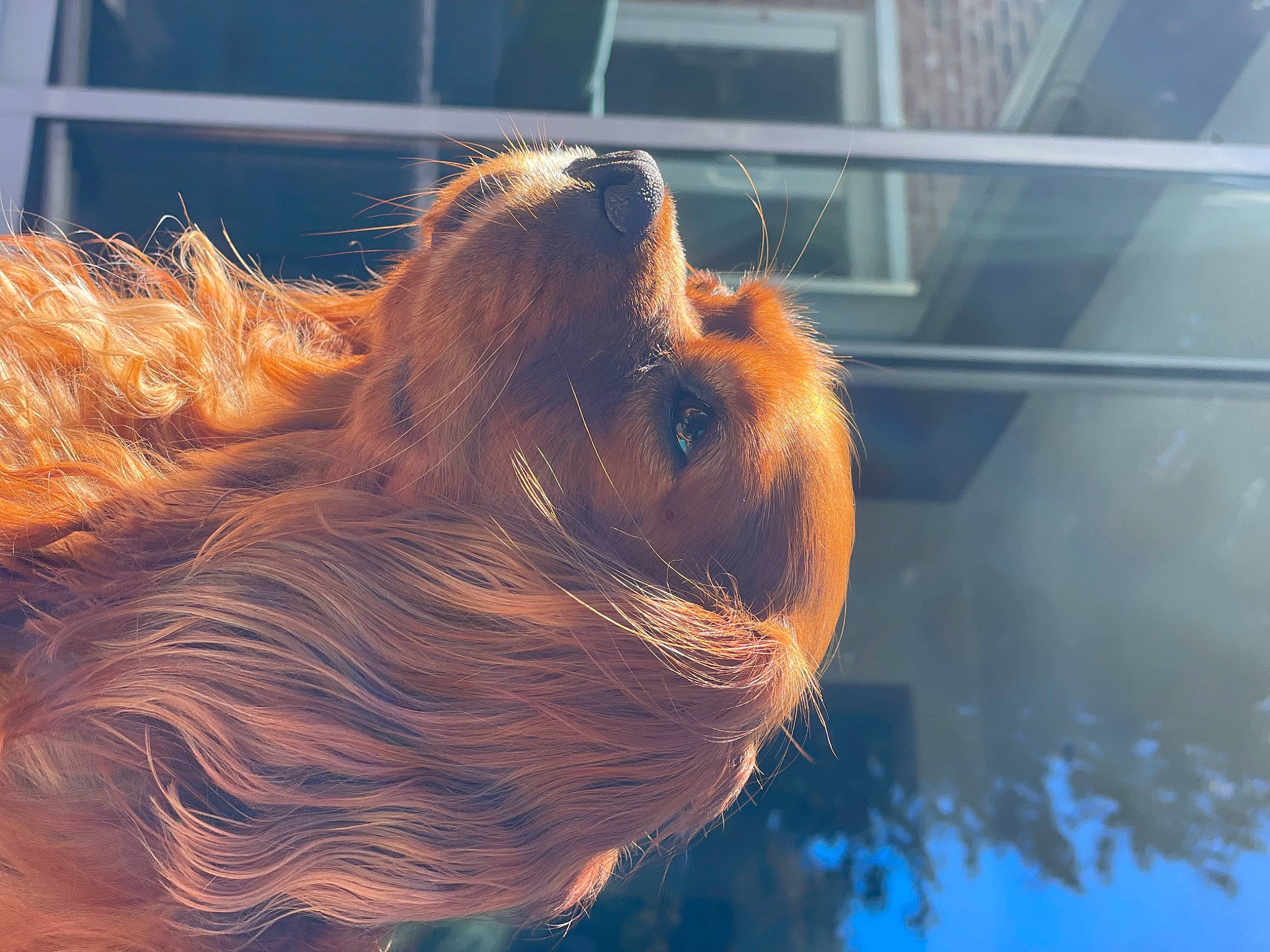 Happy a rejoint le concours — aidez-le/la à gagner de superbes lots ! brown_hair, canidae, companion_dog, dog_breed, fawn, fur, liver, orangutan, primate, reflection, snout, sporting_group, tail, terrestrial_animal, water, wildlife, window, wood