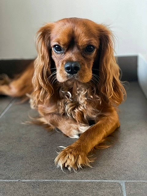 Happy participe au concours pour gagner de l'argent avec cette photo : canidae, carnivore, companion_dog, dog, dog_breed, dog_supply, door, fawn, flooring, fur, liver, puppy, snout, spaniel, sporting_group, toy_dog, wood, working_animal