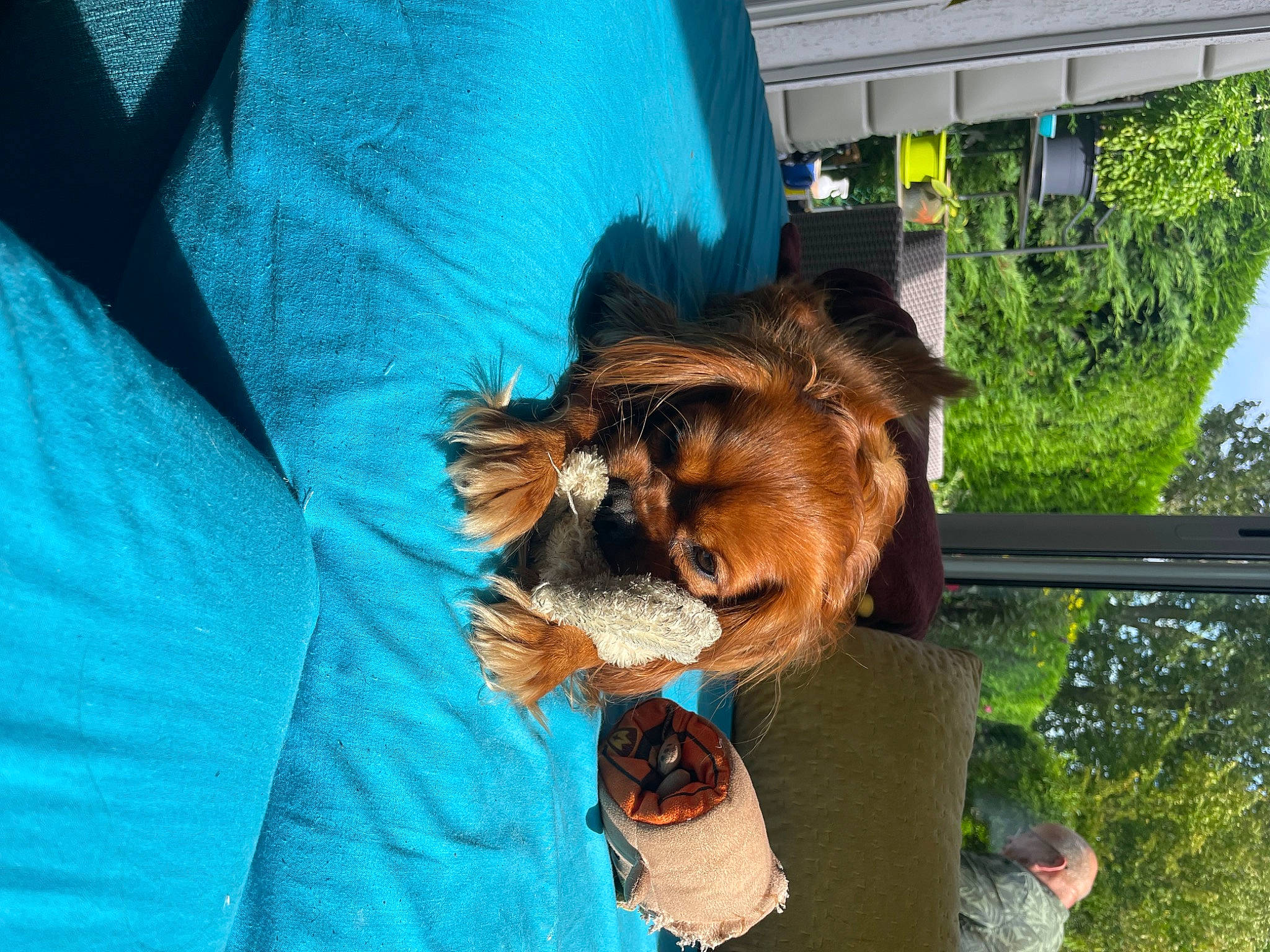 Happy participe au concours pour gagner de l'argent avec cette photo : bat, carnivore, companion_dog, dog_breed, electric_blue, fun, fur, liver, plant, sky, sporting_group, tree, wildlife, working_animal