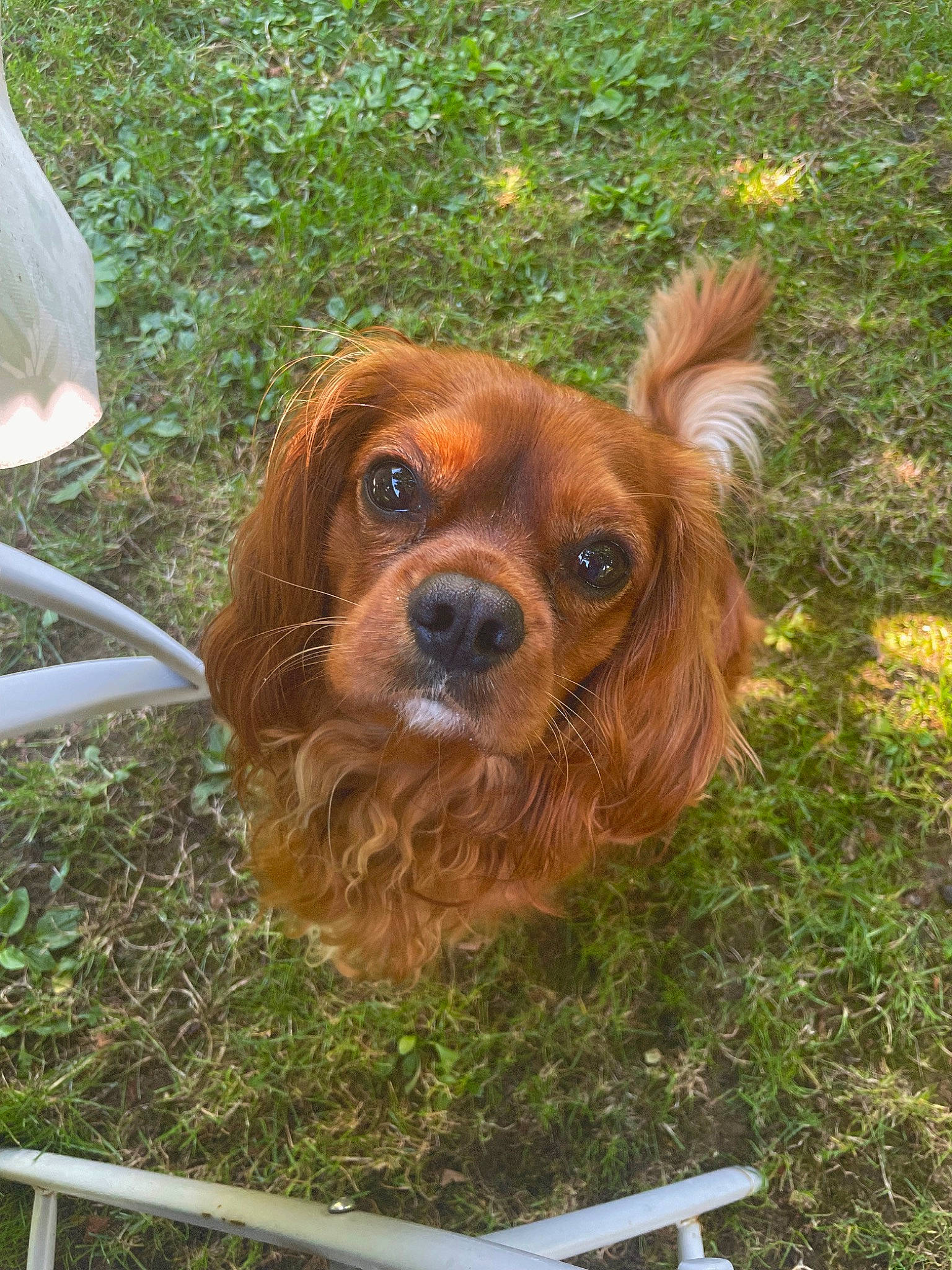 Happy a rejoint le concours — aidez-le/la à gagner de superbes lots ! carnivore, companion_dog, dog, dog_breed, fawn, fur, grass, liver, plant, snout, spaniel, sporting_group, terrestrial_animal, working_animal