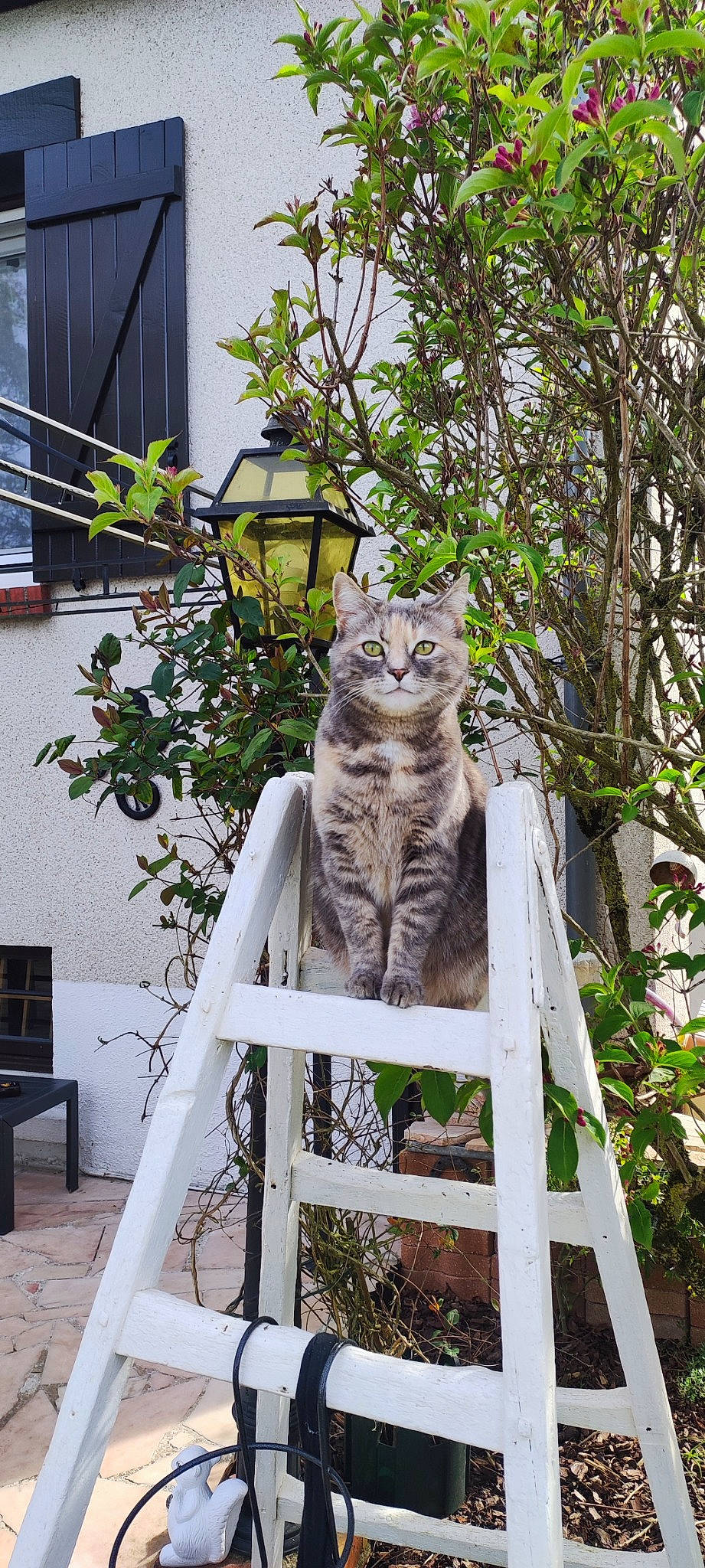 Nala participe au concours pour gagner de l'argent avec cette photo : carnivore, cat, devon_rex, domestic_short_haired_cat, fawn, felidae, flowerpot, fur, grass, house, houseplant, plant, porch, small_to_medium_sized_cats, tail, tree, twig, whiskers, window, wood
