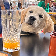 Bizi a rejoint le concours — aidez-le/la à gagner de superbes lots ! dog, golden_retriever, puppy, glass, orange_juice, table, cafe, people, blurred_background, curious, drink, indoor, daylight, pet, animal, face, nose, ear, whiskers, collar