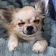 Virgule participe au concours pour gagner de l'argent avec cette photo : dog, small_dog, sleeping, blanket, cozy, fur, ears, pet, cute, resting, snuggled, comfortable, indoor, soft, relaxed, animal, paw, canine, portrait, closeup