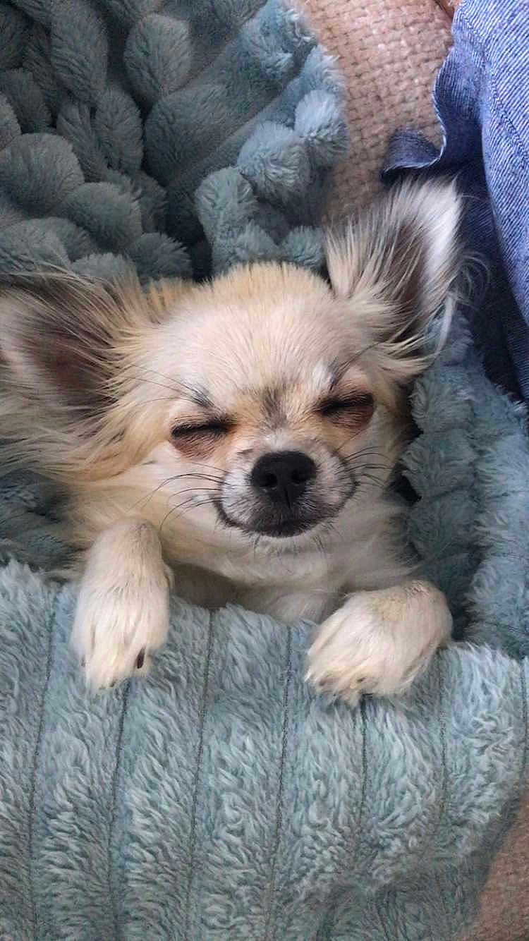 Virgule participe au concours pour gagner de l'argent avec cette photo : dog, small_dog, sleeping, blanket, cozy, fur, ears, pet, cute, resting, snuggled, comfortable, indoor, soft, relaxed, animal, paw, canine, portrait, closeup