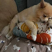 Penny is registered to the contest to win money with this photo: dog, sleeping, pillow, couch, blanket, decorative, pumpkin, pattern, cozy, fluffy, resting, indoor, pet, animal, cute, relaxing, soft, home, comfort, napping