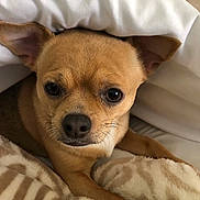 Lulu is registered to the contest to win money with this photo: dog, chihuahua, pet, blanket, fur, cute, snuggled, brown_fur, small_dog, indoors, cozy, resting, animal, canine, ears, face, whiskers, soft_texture, comfort, lying_down