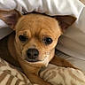 dog, chihuahua, pet, blanket, fur, cute, snuggled, brown_fur, small_dog, indoors, cozy, resting, animal, canine, ears, face, whiskers, soft_texture, comfort, lying_down