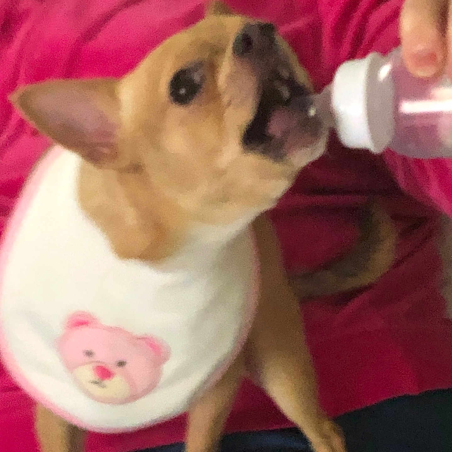 Lulubell is registered to the contest to win money with this photo: animal, bib, bottle, brown_dog, care, close_up, clothing, cute, dog, feeding, hand, holding, indoor, person, pet, pink, small_dog, teddy_bear, white_bib, young