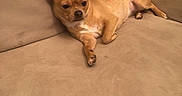 Lulubell joined the competition — help win amazing prizes! animal, canine, chihuahua, companion, couch, cute, dog, domestic, ears, furniture, house, indoor, laying_down, paw, pet, relaxed, resting, small_dog, sofa, tan_dog