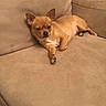animal, canine, chihuahua, companion, couch, cute, dog, domestic, ears, furniture, house, indoor, laying_down, paw, pet, relaxed, resting, small_dog, sofa, tan_dog