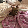 Lulubell is registered to the contest to win money with this photo: animal, bed, blanket, brown_dog, chihuahua, cozy, cute, dog, fur, indoor, looking, pet, pillow, pink_blanket, polka_dot, resting, small_dog, snug, soft, wrapped