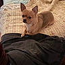 Lulubell joined the competition — help win amazing prizes! animal, bed, blanket, chihuahua, comfort, cozy, cute, dog, ears, fabric, fur, furniture, home, indoor, pet, quilt, remote_control, resting, small_dog, tan