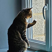Akon participe au concours pour gagner de l'argent avec cette photo : cat, tabby_cat, pet, indoors, window, windowsill, paw, fur, whiskers, curious, looking_out, brick_wall, glass, window_handle, rug, home_interior, portrait, sitting, sunlight, domestic