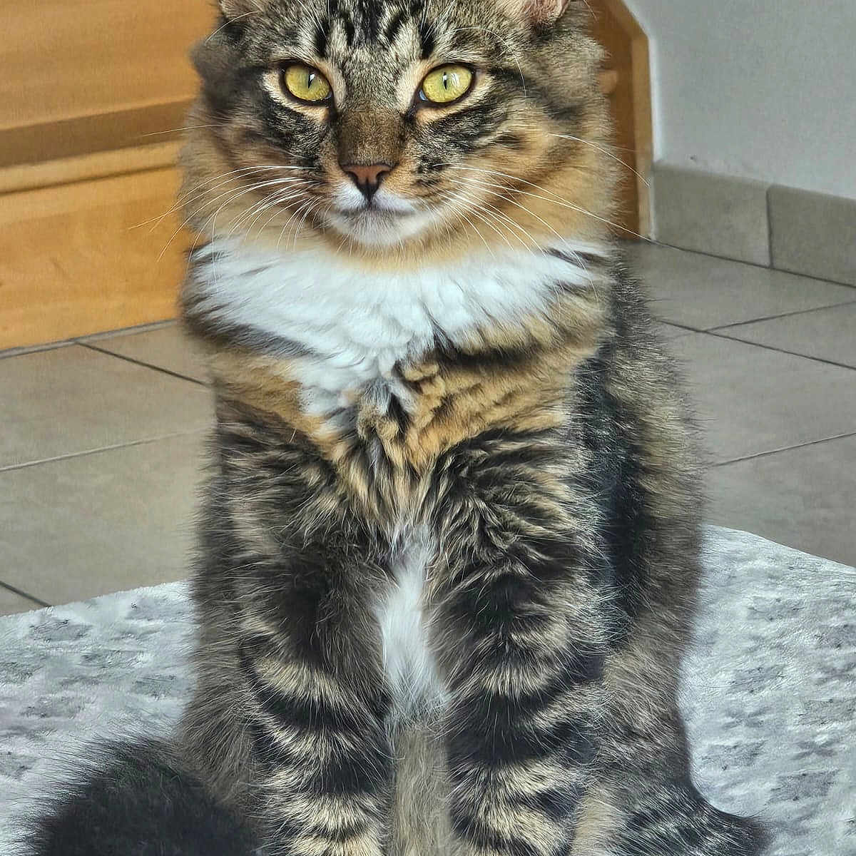 Akon participe au concours pour gagner de l'argent avec cette photo : alert, cat, closeup, cute, ears, fluffy_fur, fur_pattern, indoor, longhair, paws, pet, portrait, sitting, striped, tabby_cat, tail, tile_floor, whiskers, wooden_stairs, yellow_eyes
