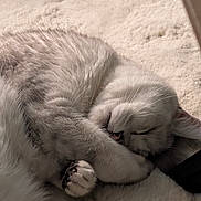 Kiwi participe au concours pour gagner de l'argent avec cette photo : cat, sleeping, fur, paw, whiskers, indoor, carpet, pet, cozy, resting, cute, animal, feline, relaxed, soft, closeup, adorable, domestic, mammal, peaceful