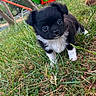 animal, black_and_white, closeup, curious, cute, daylight, dog, eyes, fur, grass, mammal, nature, outdoor, pet, playground, puppy, slide, small, walking, young