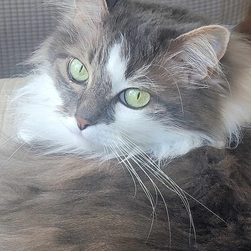 Olive joined the competition — help win amazing prizes! abyssinian, angora, animal, architecture, armchair, building, cat, chair, couch, cushion, furniture, homedecor, indoors, kitten, linen, livingroom, manx, pet, room, siamese