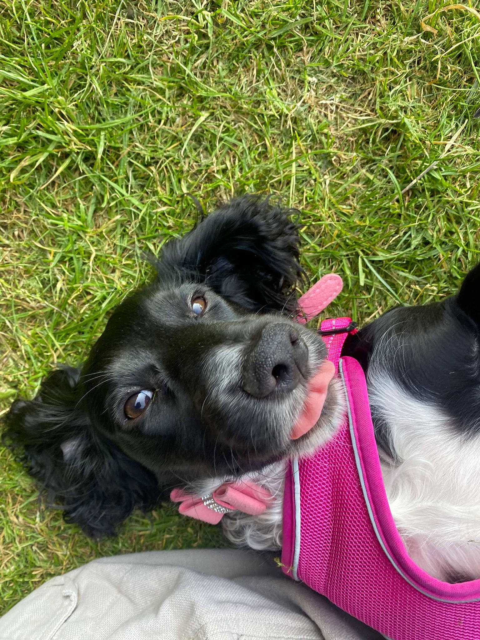 Lady joined the competition — help win amazing prizes! borador, canidae, carnivore, collar, companion_dog, dog, dog_breed, dog_collar, fur, grass, gun_dog, leash, liver, puppy, retriever, snout, spaniel, sporting_group, whiskers, working_animal