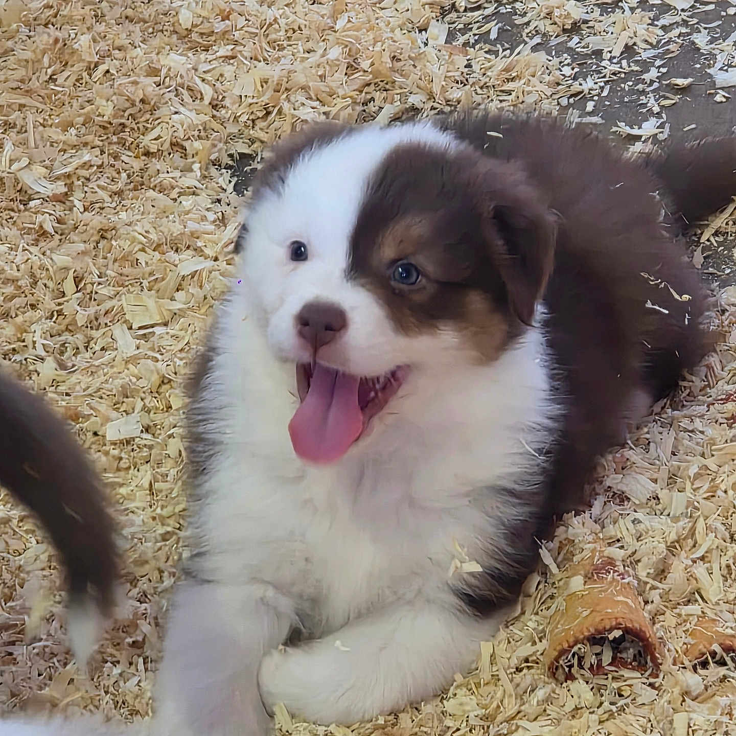 Bayna participe au concours pour gagner de l'argent avec cette photo : puppy, dog, animal, pet, cute, tongue_out, fur, wood_shavings, playful, lying_down, happy, young, mammal, brown_and_white, snout, ears, tail, nose, outdoor, nature