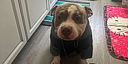 King Niko is registered to the contest to win money with this photo: dog, hoodie, kitchen, floor, rug, hello_kitty, pet, canine, indoor, animal, brown_and_white, cute, sitting, expression, household, comfort, casual, muzzle, ears, paws