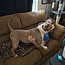 King Niko joined the competition — help win amazing prizes! dog, person, couch, indoor, blanket, leopard_print, glasses, cat_tree, table, drink, blue_shirt, hand, furniture, tongue_out, tail, happy, living_room, window, curtain, laptop