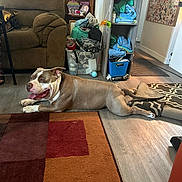 King Niko is registered to the contest to win money with this photo: dog, indoor, carpet, couch, furniture, shelf, clothing, toy, floor, happy, tongue_out, pet, living_room, household_items, relaxed, brown, beige, wood_floor, colorful_rug, playful