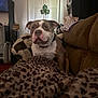 King Niko is registered to the contest to win money with this photo: dog, brown_and_white, collar, couch, blanket, leopard_print, living_room, door, shamrock, decoration, indoor, furniture, pet, animal, cozy, sitting, fur, face, ears, nose